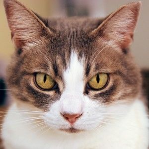 Meet your Posher, Lindsay